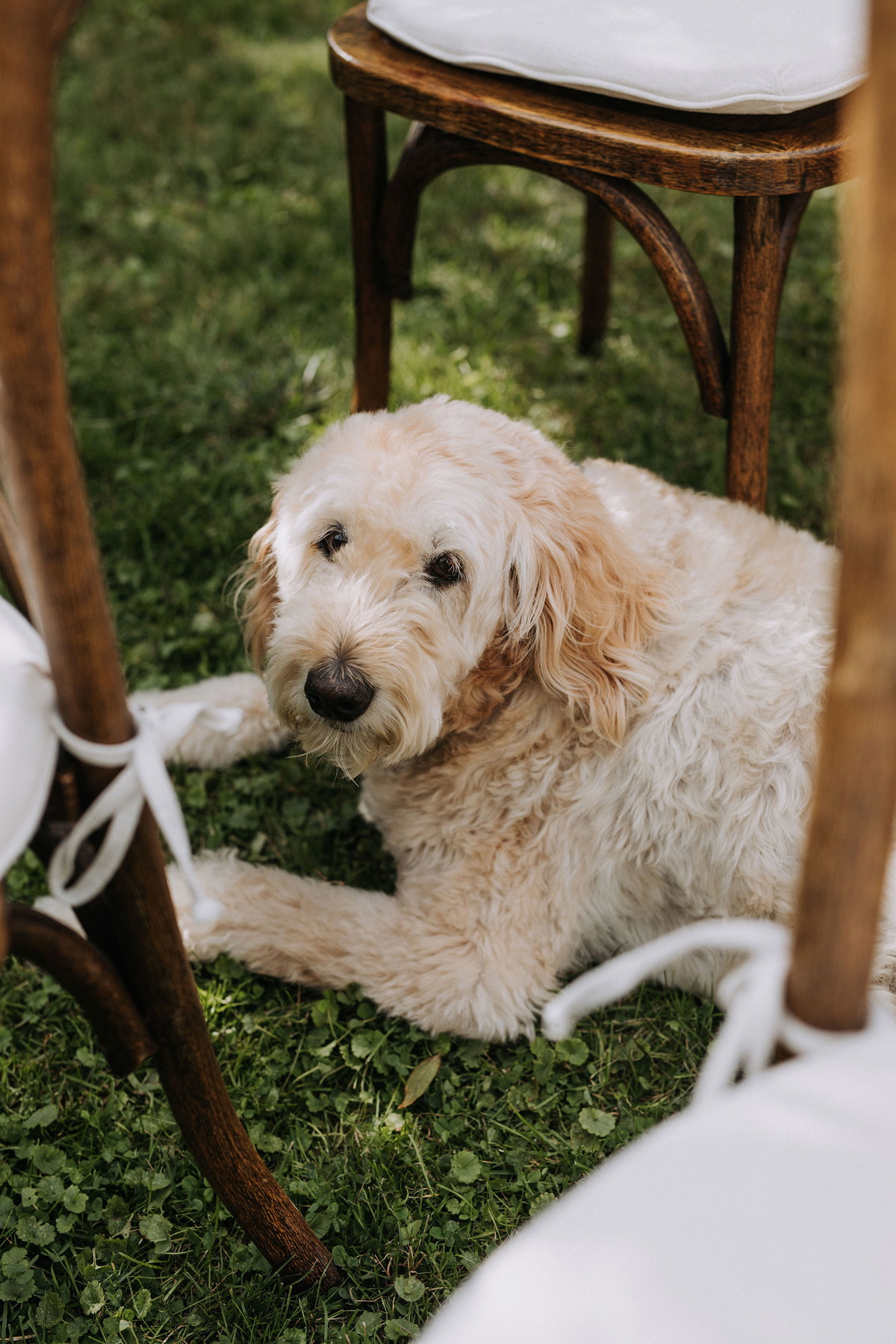 Intimate Backyard Micro Wedding Ottawa (16)