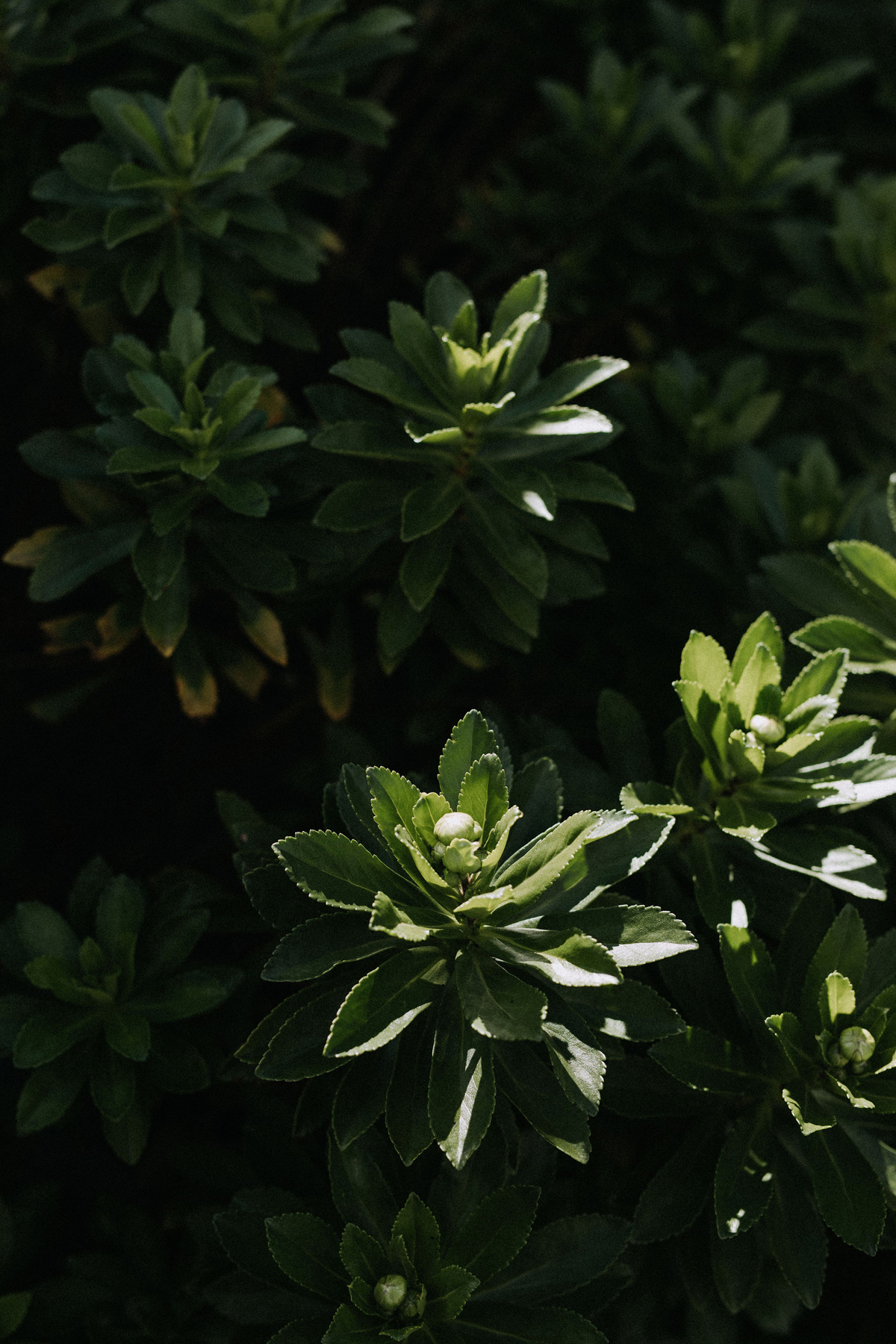 Intimate Backyard Micro Wedding Ottawa (5)