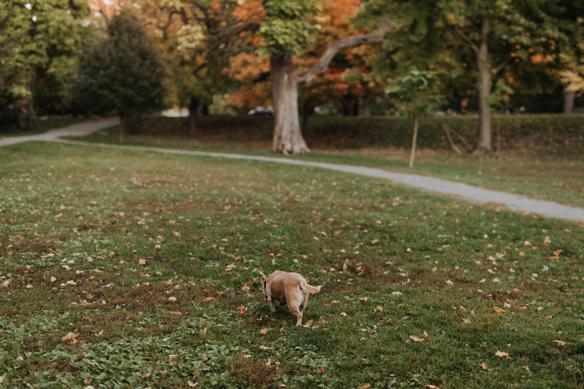 Fall Engagement Photos In The Glebe Patterson Creek Park (20)