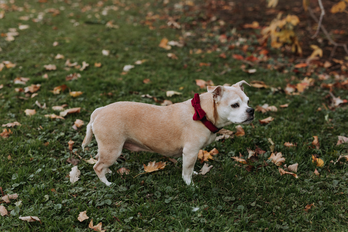 Fall Engagement Photos In The Glebe Patterson Creek Park (5)