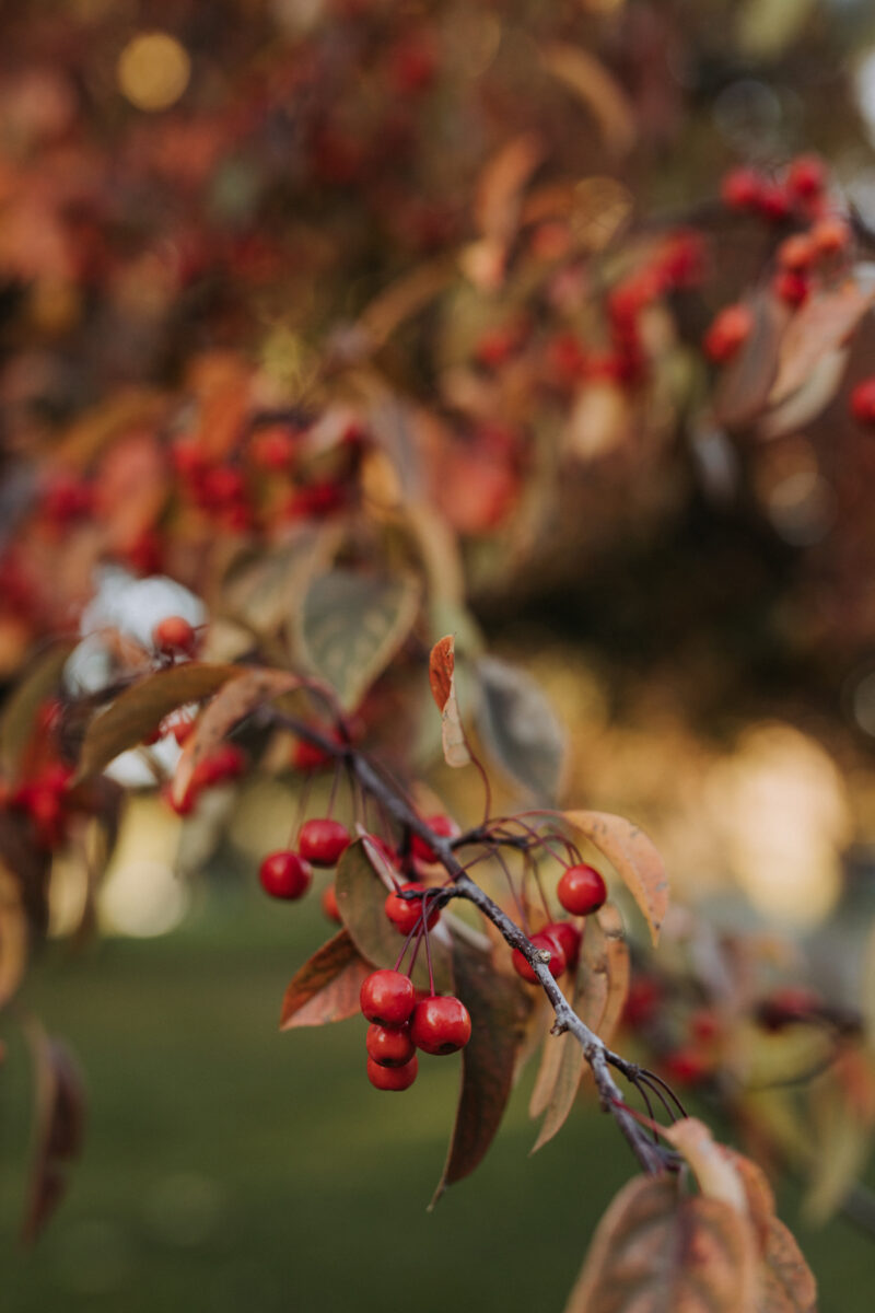 Fall Engagement Photos In The Glebe Patterson Creek Park (7)