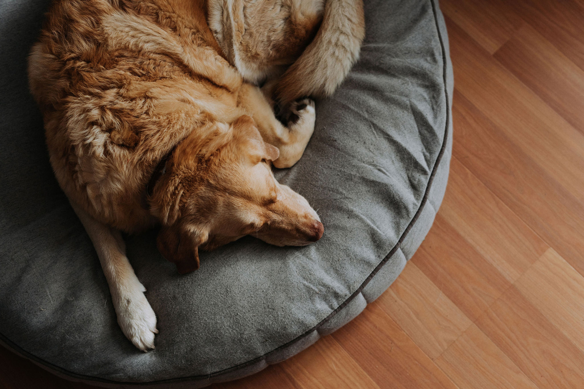 Intimate Cottage Wedding Photography Ottawa (27)