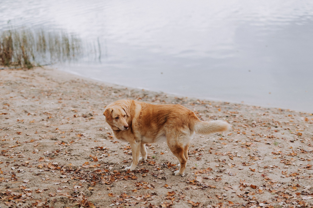 Intimate Cottage Wedding Photography Ottawa (39)