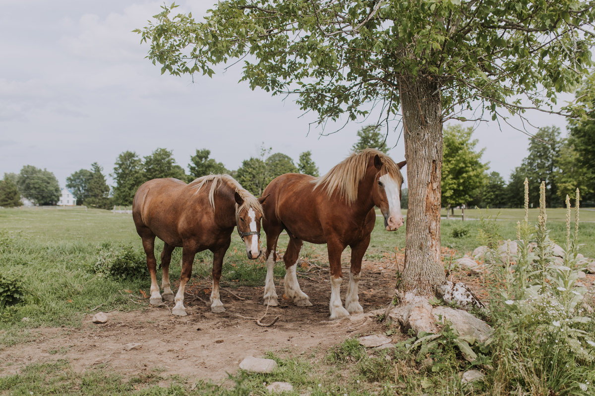 Stanley's Olde Maple Lane Farm Wedding Photography (17)