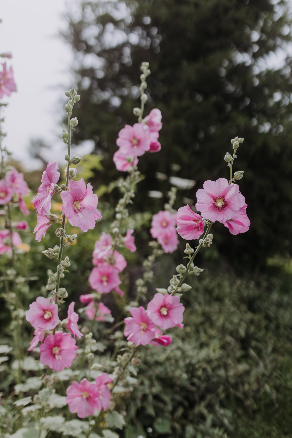 Stanley's Olde Maple Lane Farm Wedding Photography (18)
