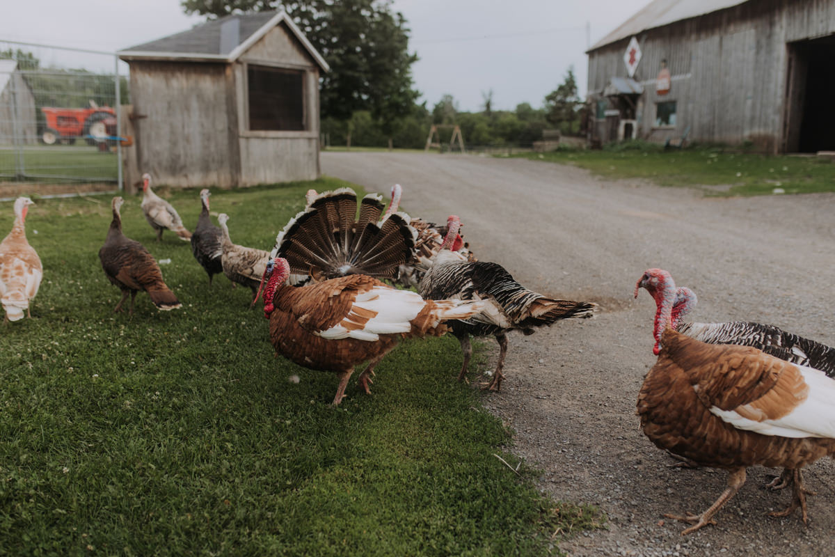 Stanley's Olde Maple Lane Farm Wedding Photography (58)