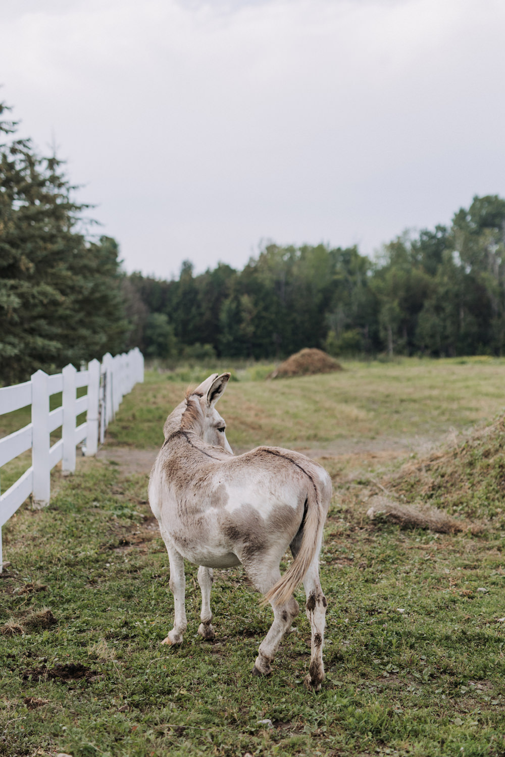 Farm Wedding Photographer Peterborough Ontario (80)