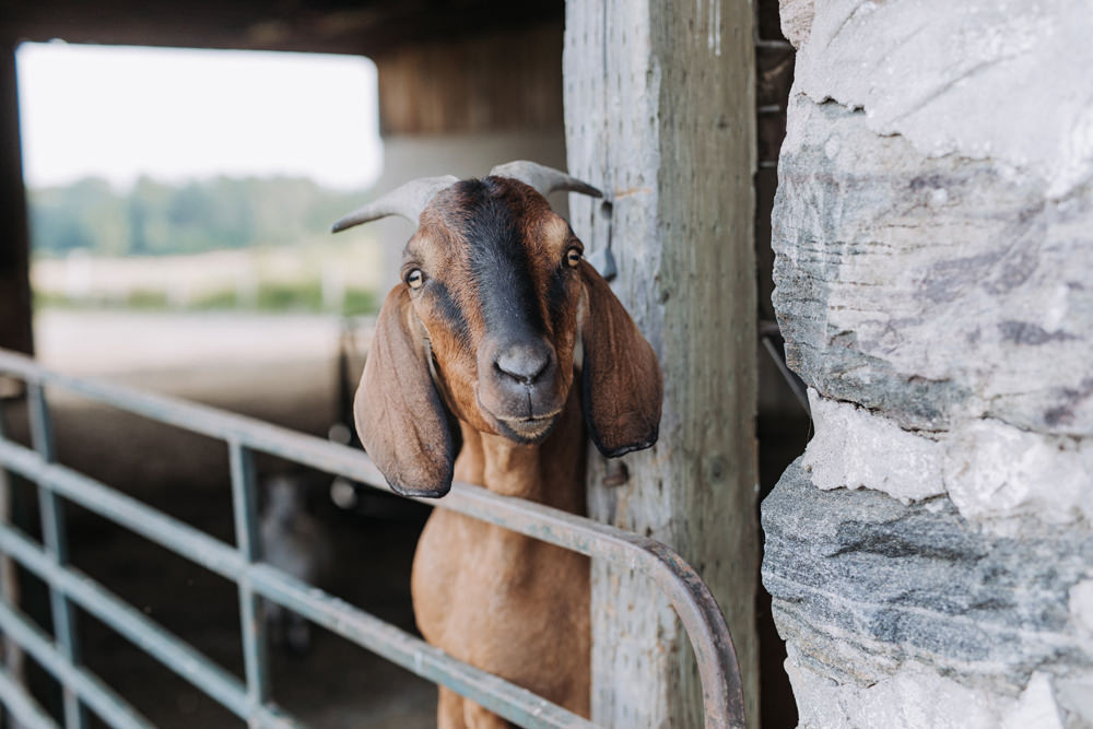 Farm Wedding Photographer Peterborough Ontario (93)