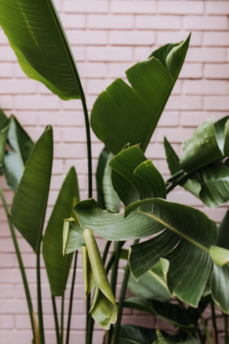 Ottawa Restaurant Wedding Gitanes Elgin Street