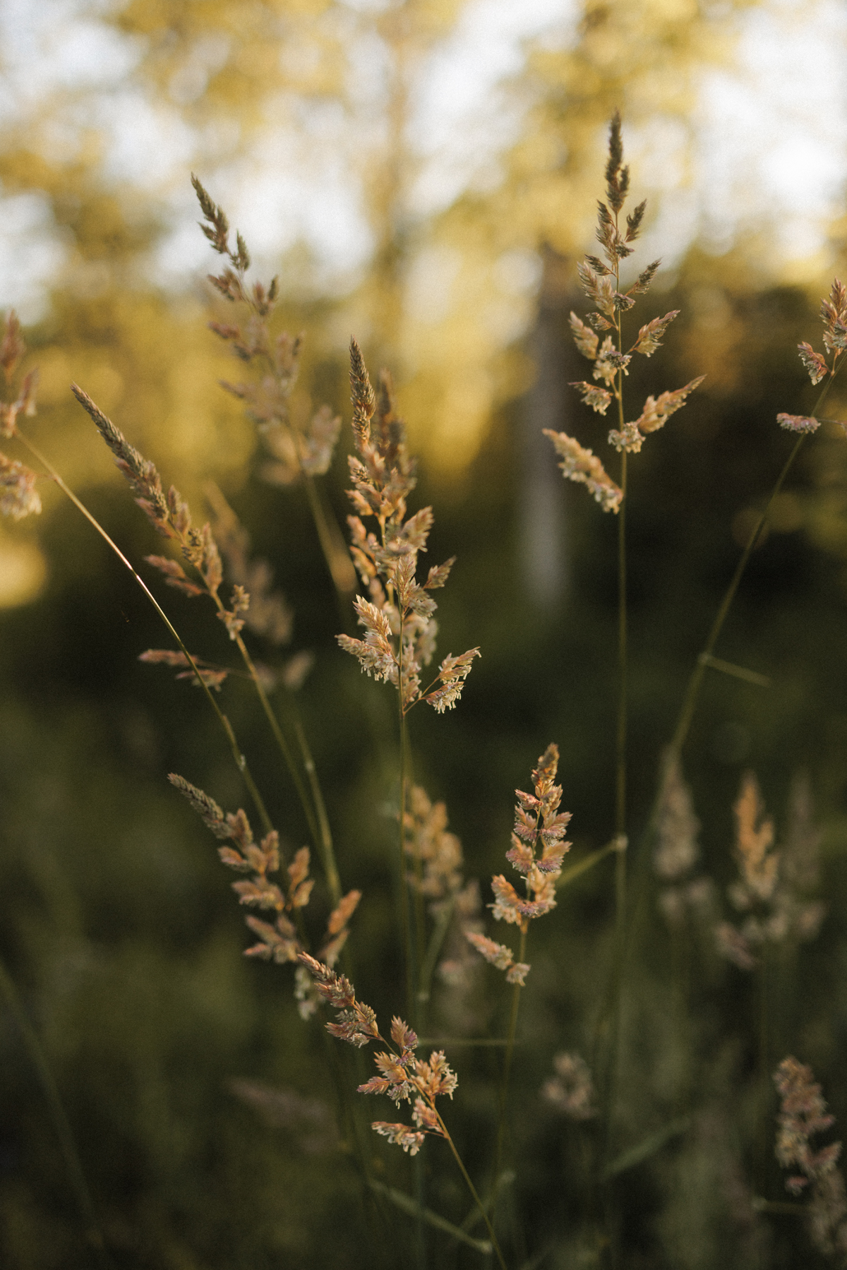 Romantic Engagement Shoot Gatineau Park Wakefield (1)