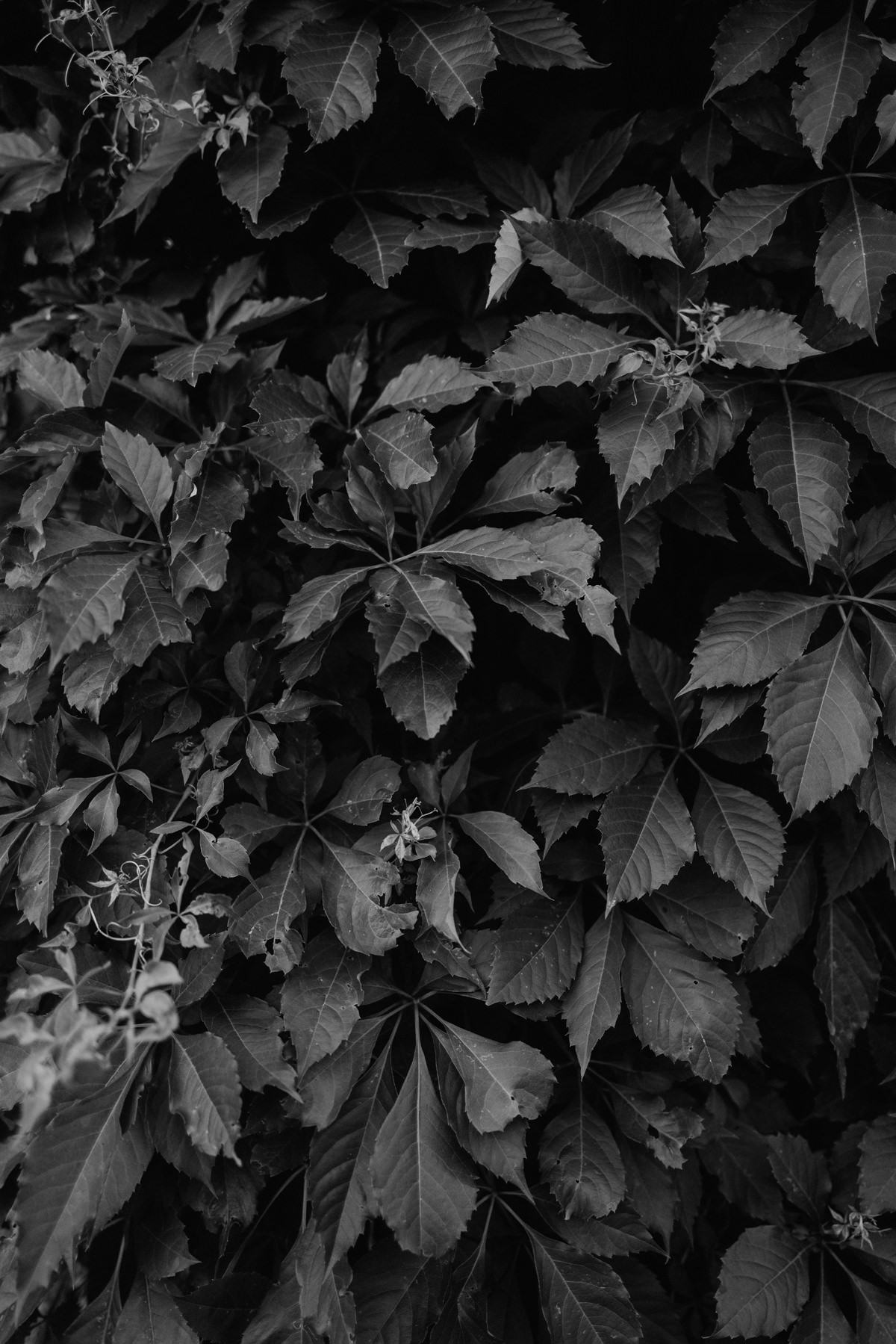 Grange Adelina Barn Venue Gatineau Photography (69)