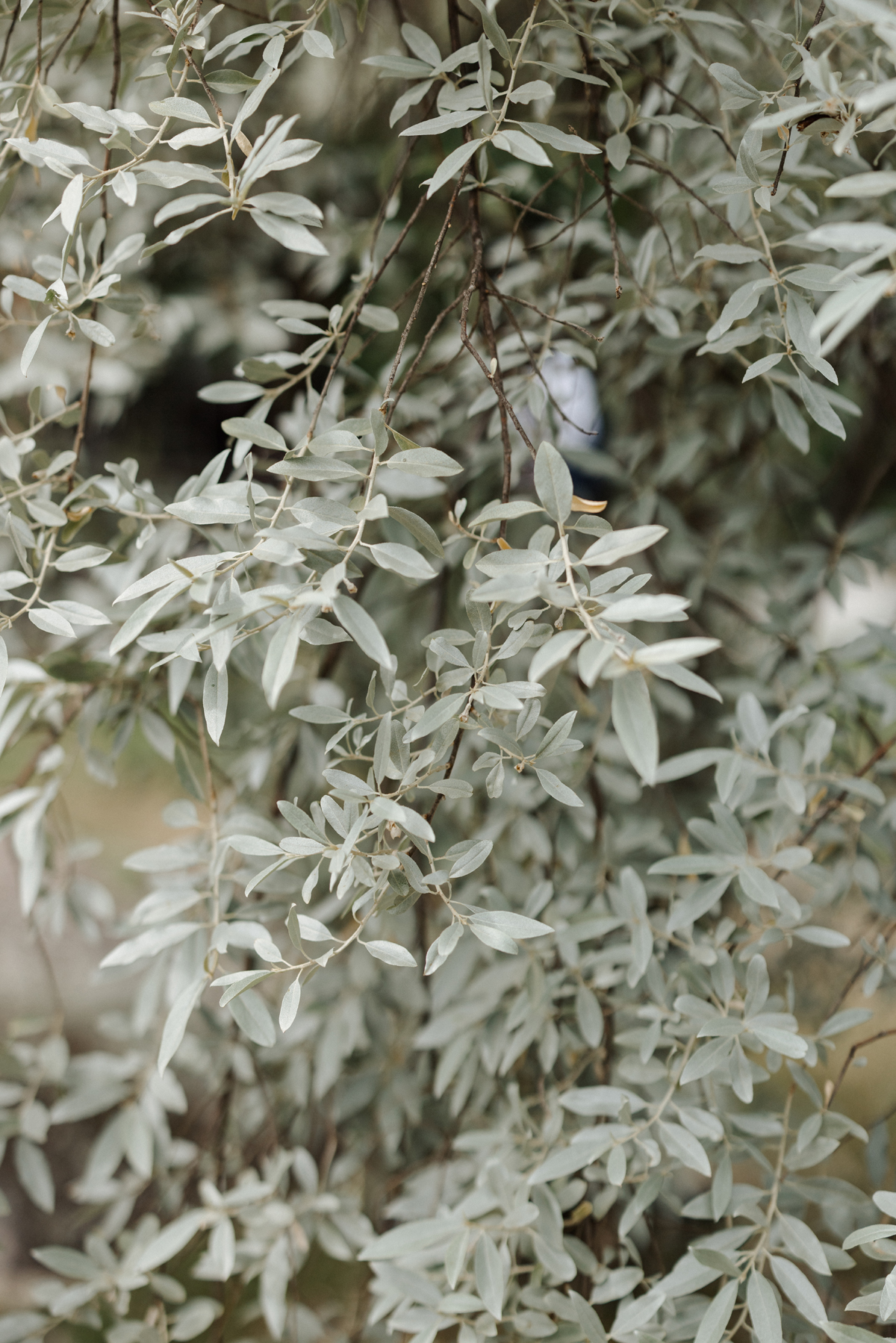 Adelina Barn Wedding (47)