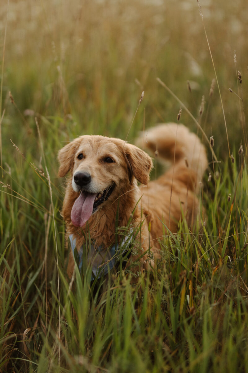 Gatineau Park Engagement Photos Ottawa (31)